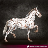 Horse Color:Chestnut Appaloosa 