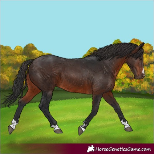 Horse Color:Brown 