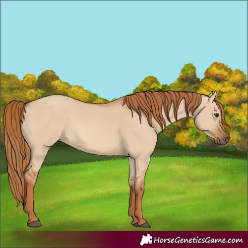 Horse Color:Red Dun 