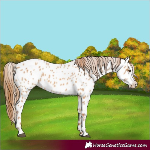 Horse Color:Red Dun Appaloosa 