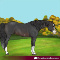 Horse Color:Brown Sabino Splash 