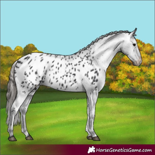 Horse Color:Black Appaloosa Rabicano 