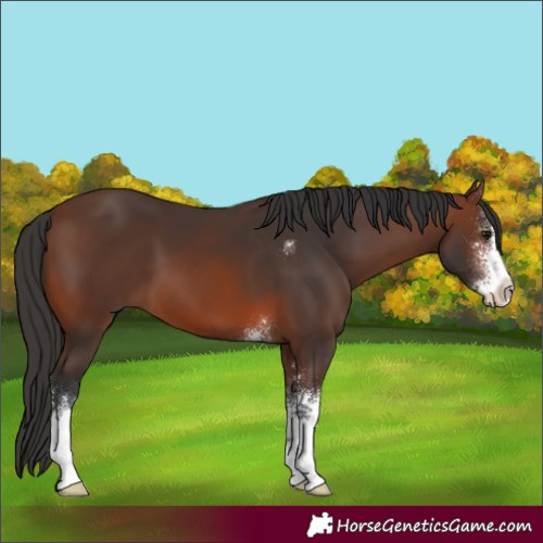 Horse Color:Brown Sabino