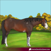 Horse Color:Brown Sabino