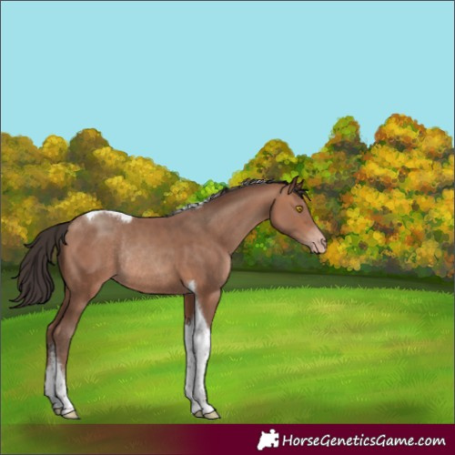Horse Color:Sable Champagne Tobiano Rabicano