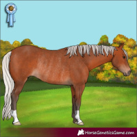 Horse Color:Silver Bay Rabicano 