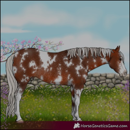 Horse Color:White Spotted Silver Brown Sabino Rabicano