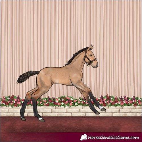 Horse Color:Bay Dun 