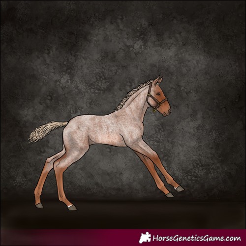 Horse Color:Red Roan