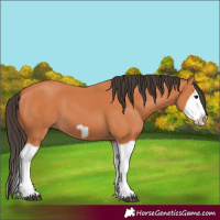 Horse Color:Bay Splash Frame 