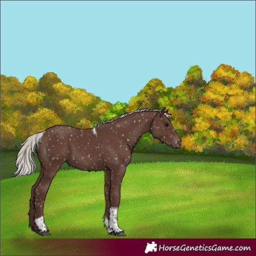 Horse Color:Silver Blue Roan Tobiano Snowflake Varnish 