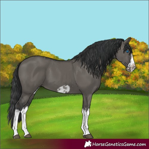 Horse Color:Grullo Sabino Splash  and Grullo Sabino Splash Frame 