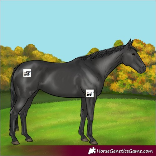 Horse Color:Black 