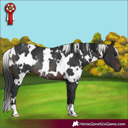 Horse Color:White Spotted Brown Rabicano 