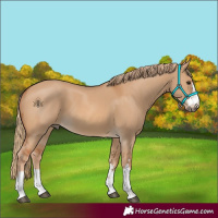 Horse Color:Red Dun 