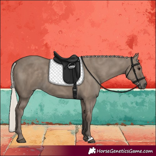 Horse Color:Silver Grullo 