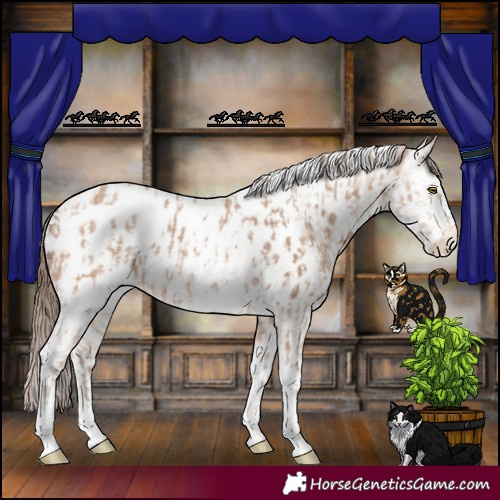 Horse Color:Amber Champagne Sabino Tobiano Appaloosa and Amber Champagne Sabino Splash Tobiano Appaloosa