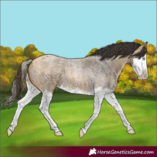Horse Color:Buckskin Roan Splash 