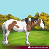 Horse Color:Bay Splash Tobiano