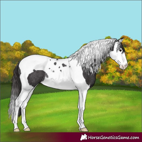 Horse Color:Smoky Black Splash Tobiano Rabicano 