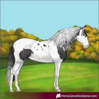 Horse Color:Smoky Black Splash Tobiano Rabicano 