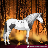 Horse Color:Smoky Black Splash Tobiano Rabicano 