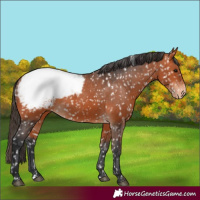 Horse Color:Bay Appaloosa 