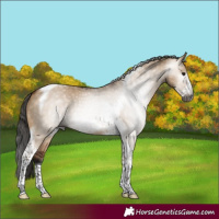 Horse Color:Gray Bay Dun Tobiano Frame 