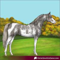 Horse Color:Silver Smoky Black Sabino Tobiano