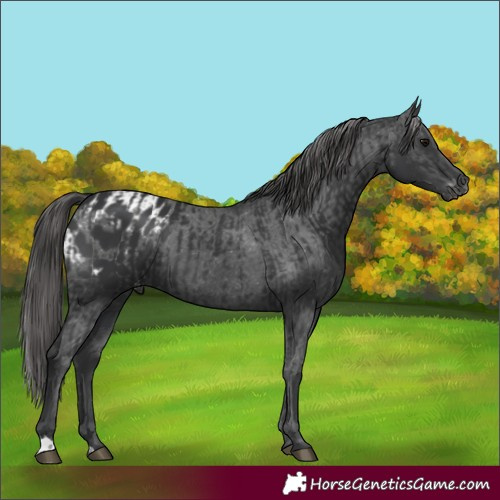 Horse Color:Black  and Black Appaloosa 