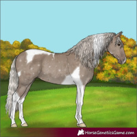 Horse Color:Silver Grullo Tobiano