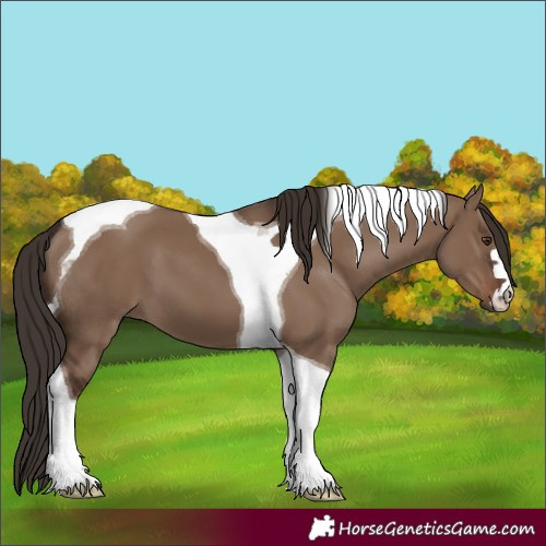 Horse Color:Liver Red Dun Tobiano 