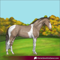 Horse Color:Classic Champagne Tobiano