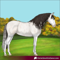 Horse Color:Amber Champagne Roan Dun Splash 