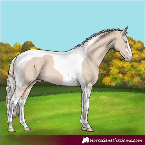 Horse Color:Cremello Tobiano 