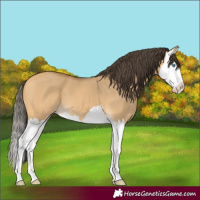 Horse Color:Buckskin Dun Splash 