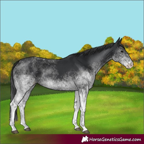 Horse Color:White Spotted Black 