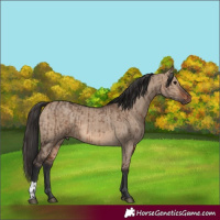 Horse Color:Bay Dun  and Bay Dun 