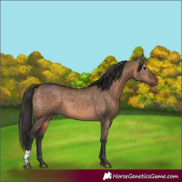 Horse Color:Bay Dun  and Bay Dun 