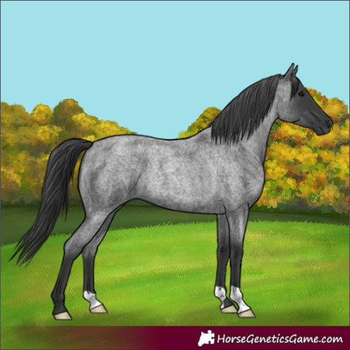 Horse Color:Blue Roan Rabicano 