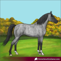Horse Color:Blue Roan Rabicano 