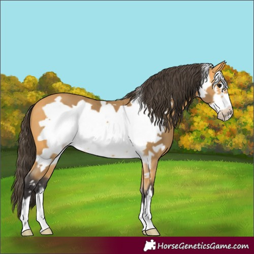 Horse Color:Buckskin Frame 