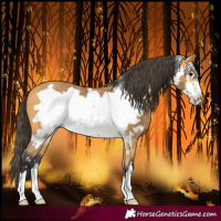 Horse Color:Buckskin Frame 
