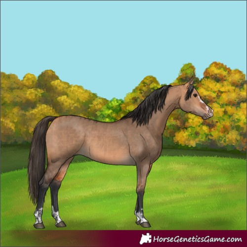 Horse Color:Bay Dun  and Bay Dun 