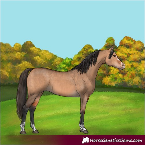 Horse Color:Bay Dun  and Bay Dun 