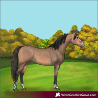 Horse Color:Bay Dun  and Bay Dun 