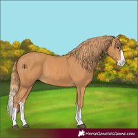 Horse Color:Chestnut Splash 
