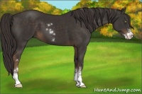 Horse Color:Liver Chestnut Sabino