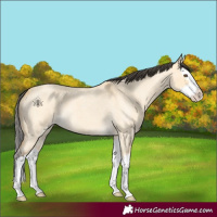 Horse Color:Buckskin Roan Dun Splash 