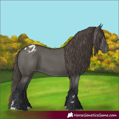 Horse Color:Grullo Appaloosa